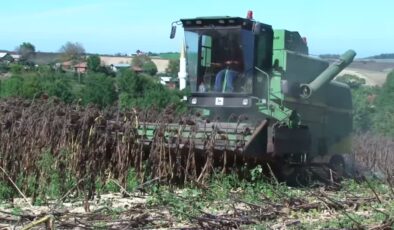 Üreticiler hibrit ayçiçeği hasadı mesaisinde