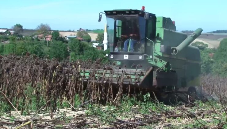 Üreticiler hibrit ayçiçeği hasadı mesaisinde