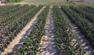 Verim alınamayan zeytin ve narenciye ağaçları dekoratif ürünlere dönüştürülüyor