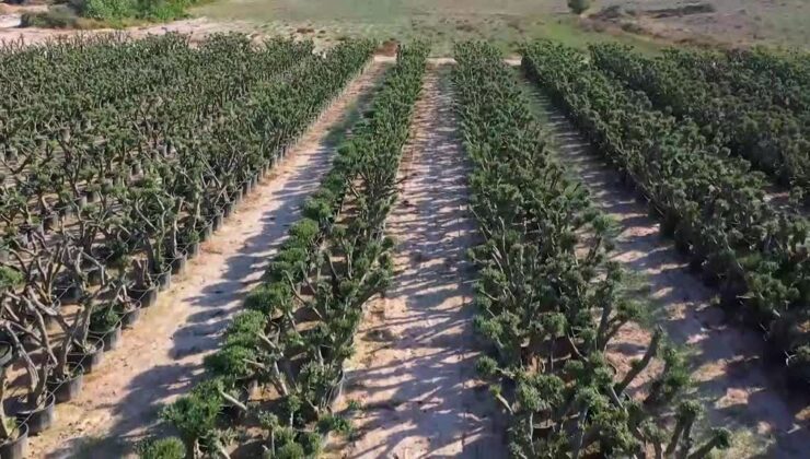 Verim alınamayan zeytin ve narenciye ağaçları dekoratif ürünlere dönüştürülüyor