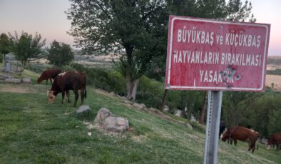 Uyarı Levhalarına rağmen hayvanlar Millet Bahçesi’ni işgal ettiler