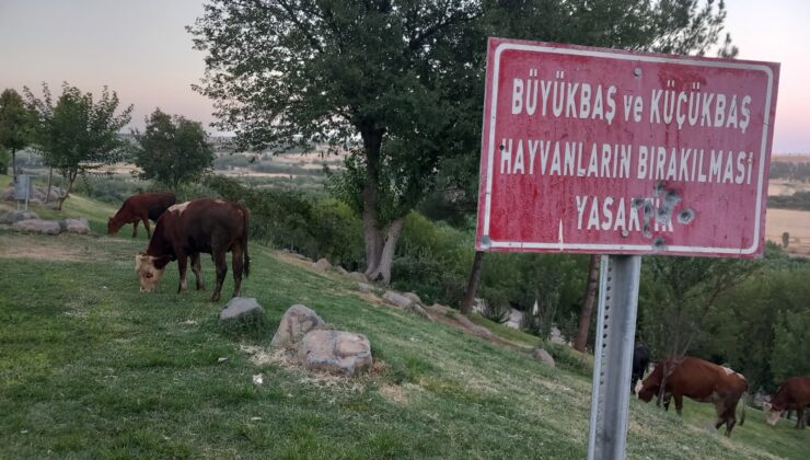 Uyarı Levhalarına rağmen hayvanlar Millet Bahçesi’ni işgal ettiler