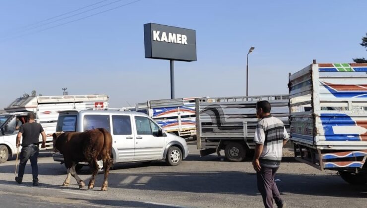 Ne şap hastalığı dinliyorlar, ne trafik