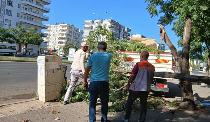 Çürüyen Ağaç Dalına Anında Müdahale Edildi