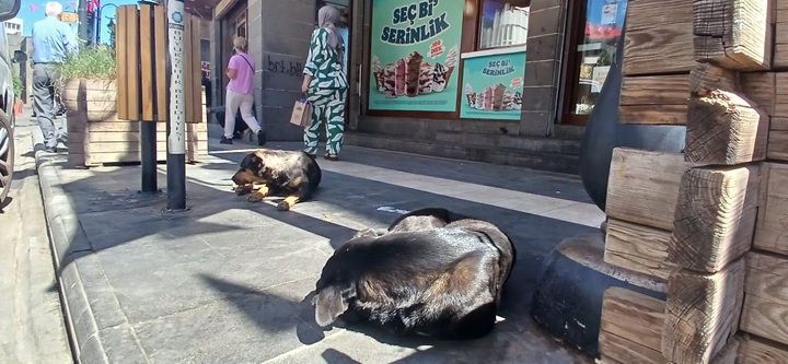 Küpesiz sokak köpekleri vatandaşları korkutuyor